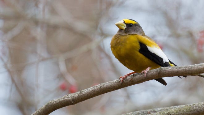 If you're lucky, you may see an evening grosbeak in the Christmas Bird Count. It's one of the bird species considered a "tipping point" since they've seen declines in the past 50 years. Provided/Mike Bourdon
