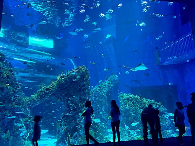 Mississippi Aquarium in Gulfport is turning heads and making waves.