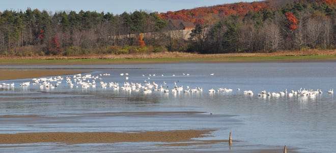 A group of large swans are spending Wednesday afternoon enjoying Somerset Lake. Their trumpeting sounds can be heard from the shoreline. Staff photos by Brian Whipkey