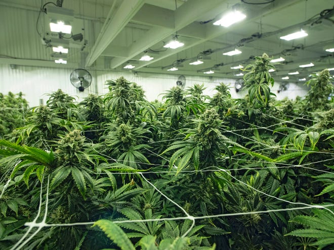 Marijuana in a corporate grow space.
