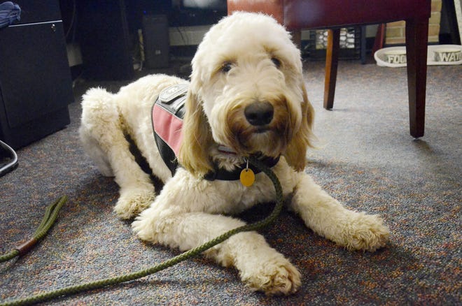 Poppy, a goldendoodle who is a fully trained and certified therapy dog, joined the staff at Petoskey High School in 2019.