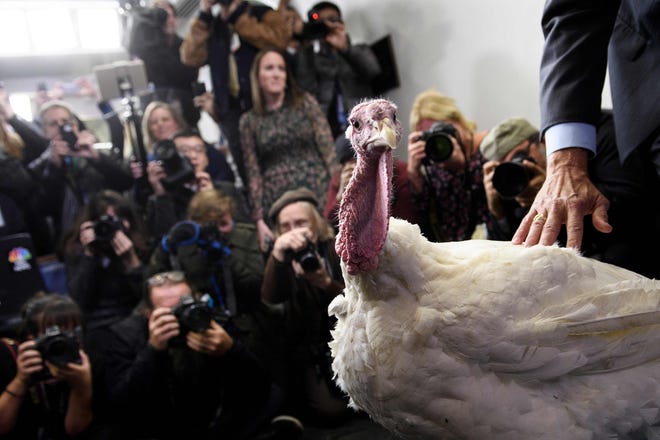 A turkey is shown to the press before President Trump participates in a turkey pardoning before the Thanksgiving holiday, Nov. 20, 2018, in Washington.