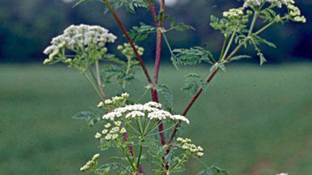 Pictured is poison hemlock, which has a purple, blotchy stem.