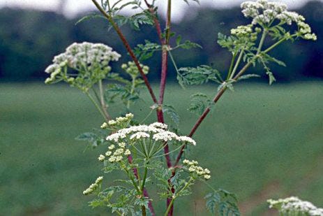 Pictured is poison hemlock, which has a purple, blotchy stem.
