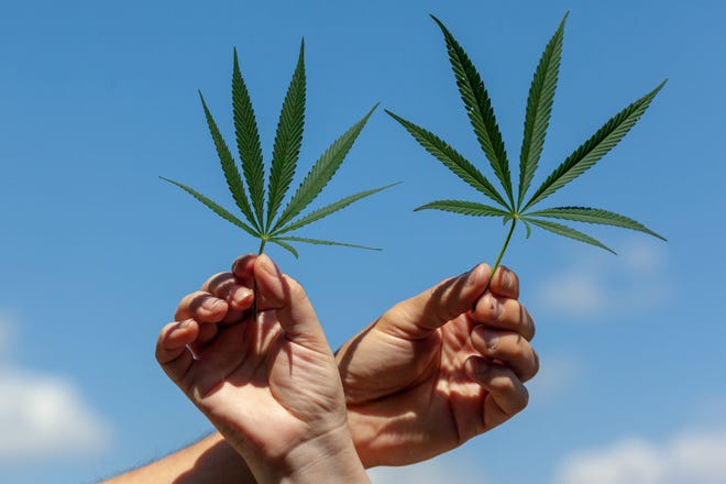 Two hands holding marijuana leaves.