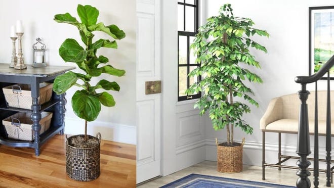 Plant these lush green trees around your home for maximum spring vibes.