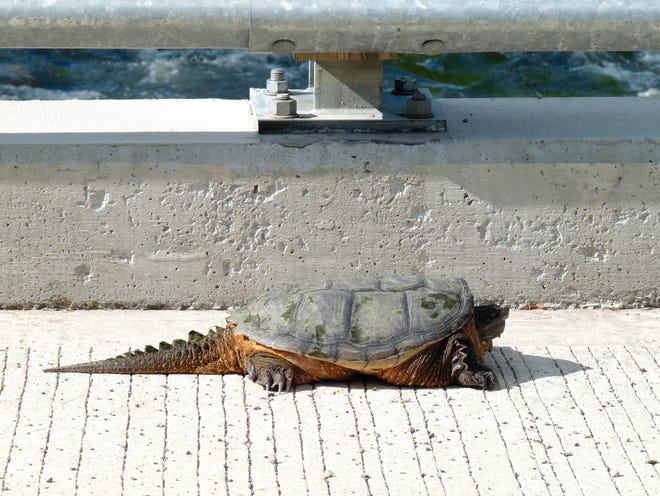Turtle crosses bridge