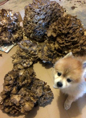 Tiny dog, big mushroom