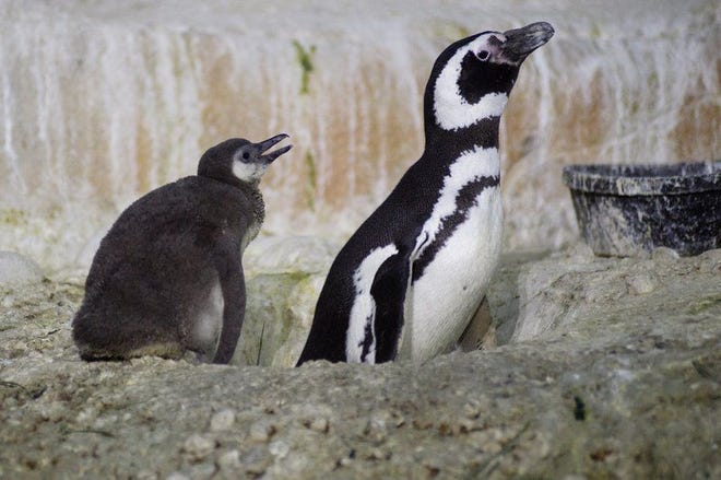 Lo que debe saber sobre la próxima exhibición de pingüinos en el zoológico de El Paso