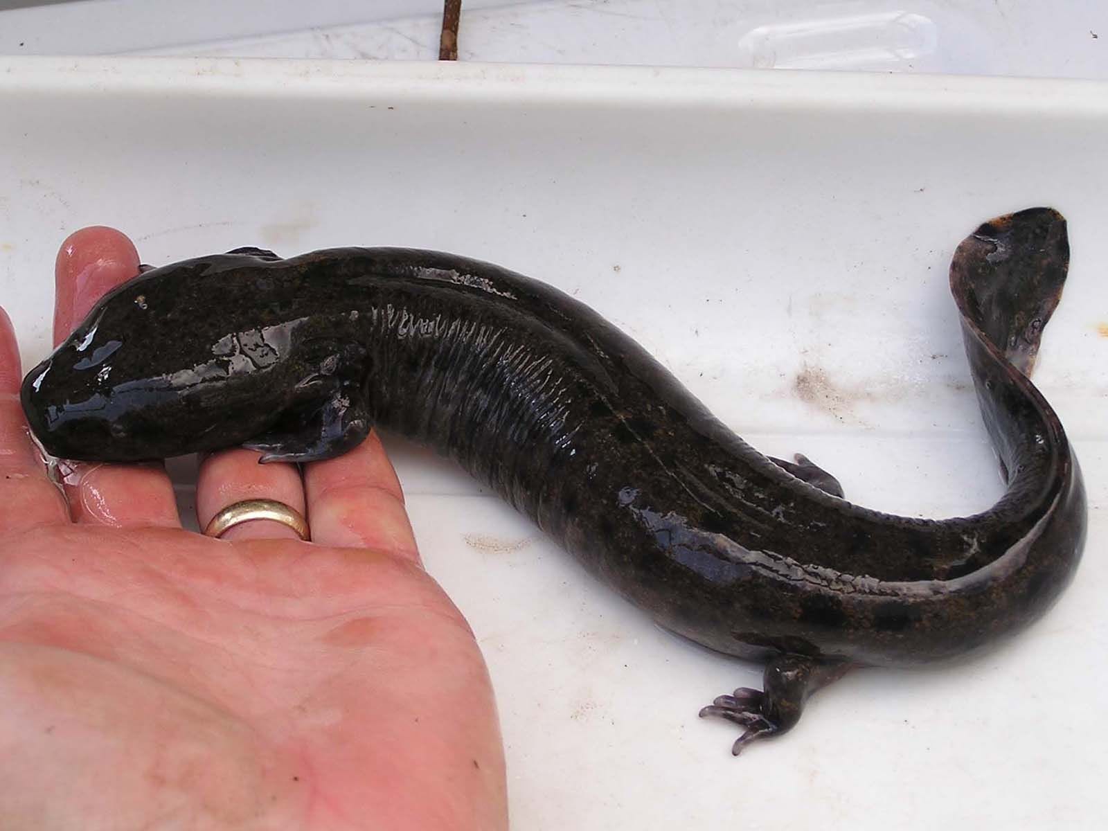 How Big Do Mudpuppies Get