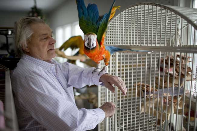 Tangerine, a Catalina Macaw, is seen with his owner, Allan Annis, at his home in Granger. Annis is hosting a bird show at Bethel College on Saturday. (SBT Photo/JAMES BROSHER)