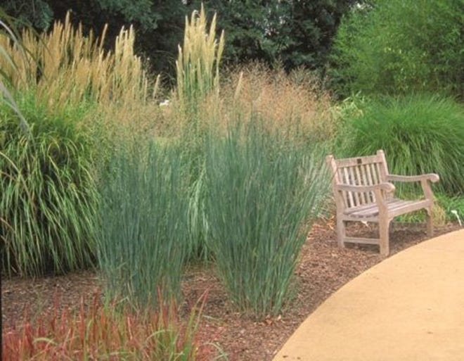 Native grasses for gardens