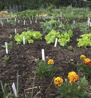 Vegetables and marigolds are evenly spaced in this home garden.