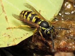 Common yellow jacket getting a drink. Photo courtesy of Wiki Commons