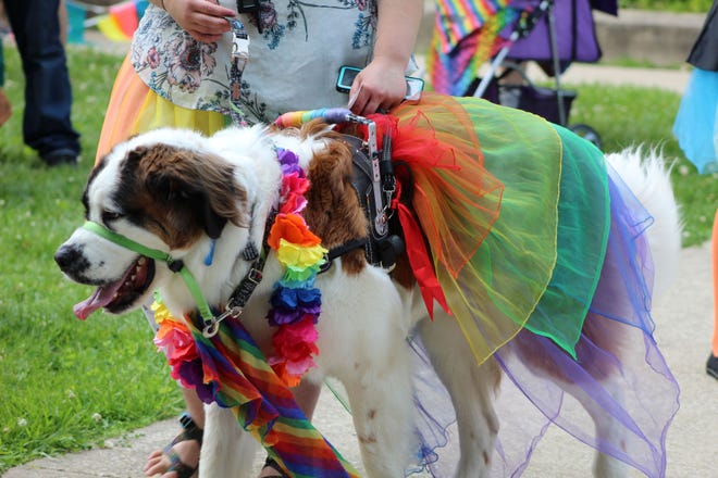 Harvey W. Dent, a St. Bernard, is donned in rainbow attire for the Spencer Pride Pet Parade. He came in second place. (Nicole DeCriscio / Spencer Evening World)
