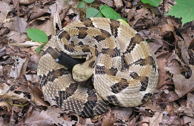 Timber rattlesnakes are a state endangered species but can be found in Brown and Monroe counties. They often blend in well with forest litter and downed trees in wooded areas.