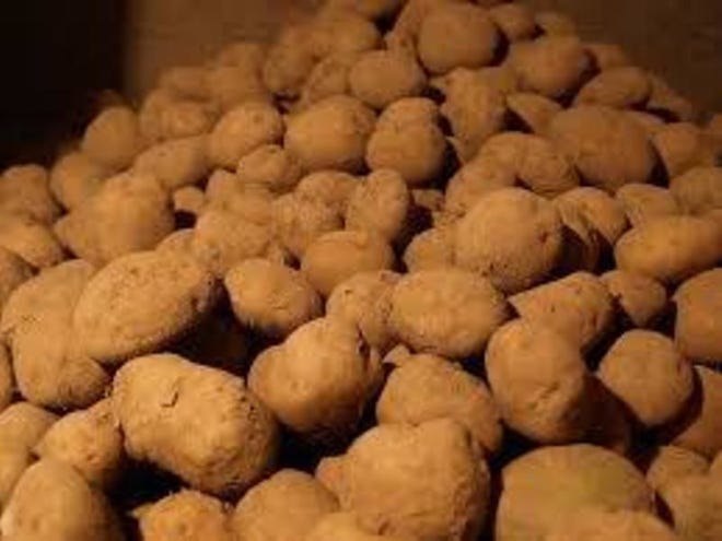 A bin full of potatoes stored in the root cellar was a source of mid-winter cash income for farm families in Central Wisconsin.