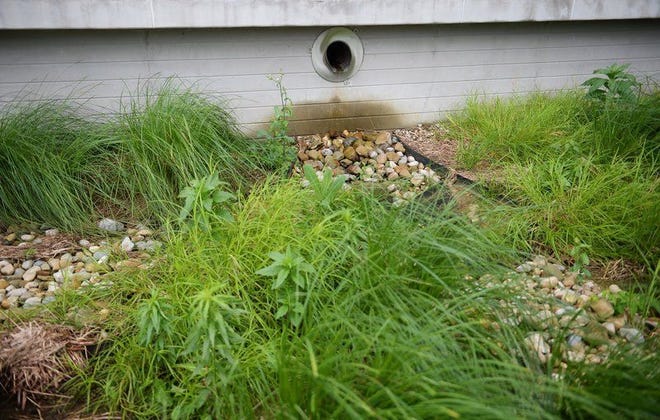 Un jardín de lluvia con pastos nativos ayuda a filtrar el agua del techo del edificio de infraestructura cibernética en el campus de la Universidad de Indiana en Bloomington, Indiana.  chris howell |  Tiempos del heraldo