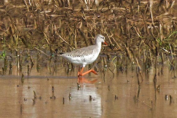 A rare spotted redshank forages Thursday, March 28, 2013, at Goose Pond Fish and Wildlife Area in Greene County. Exceedingly rare in continental North America, the bird drew hundreds of birders Thursday and Friday.Ryan Sanderson | Courtesy photo