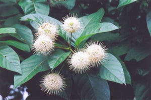 Buttonbush’s white flower-balls are attractive to butterflies, hummingbirds and ducks. Photo by Bob Baird