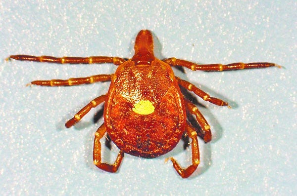 do turkey mites spread