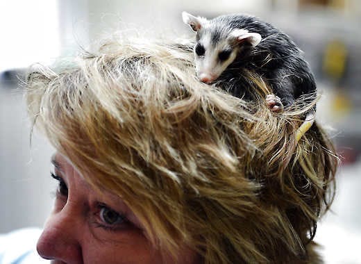 Judy Beckner, opossum team leader at WildCare, has one of her charges perched on her head as she tends to the needs of its siblings on Thursday. Rex Bruce brought the joeys to WildCare after he discovered they had survived when their mother died in the road.Chris Howell | Herald-Times