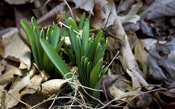 The green leaves of a surprise lily emerge from the ground past the crunchy, brown leaves deposited there last fall Sunday, Feb. 26, 2012 in Overland Park, Kan. Unseasonably warm weather has coaxed all sorts of plants to emerge early. Surprise lilies are known for growing a set of leaves that live until the early summer. Those leaves die away and several weeks later the flower stalk suddenly emerges from the ground which grows quickly to produce a flower within approximately four days. (AP Photo/The Kansas City Star, Chris Ochsner)