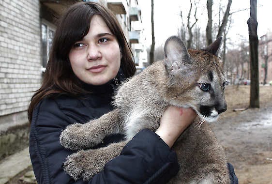 Rasa Veliute holds a 4-month-old puma that lives in her apartment in Klaipeda, Lithuania. Veliute, a volunteer at a private zoo in Klaipeda seaport, says she took three cubs home four months ago when their mother refused to care for them. Ausra Pilaitiene | Associated Press