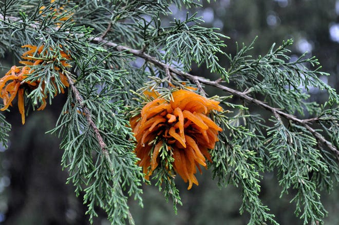 Cedar apple rust infection on cedar in New Paltz, N.Y. Cedar apple rust begins its seasonal cycle on cedar trees and is one of many diseases attacking apples, but not all apple varieties are susceptible.