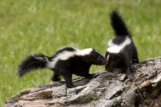 Cleveland County has reported its first positive case of rabies this year, a skunk found in Kings Mountain.