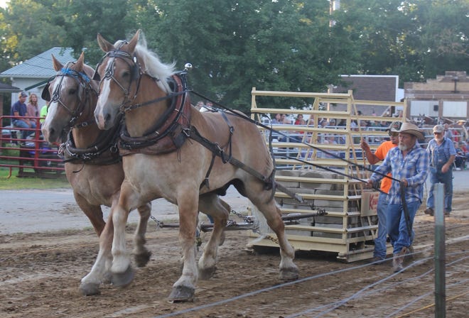 Old Settlers’ Picnic hosts a horse pull each year. These magnificent animals display their brute strength while performing a task that they are bred to do. (Krista Dayhoff / Spencer Evening World)