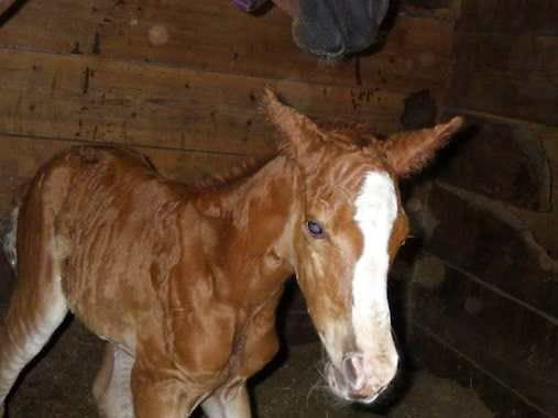 Roni Byvoets. | Courtesy photo, Times of Northwest IndianaAnna, the pregnant mare rescued Wednesday evening after getting stuck on a railway bridge in Union Township, gave birth to this filly at 4 a.m. Thursday morning, according to farm owner Roni Byvoets.