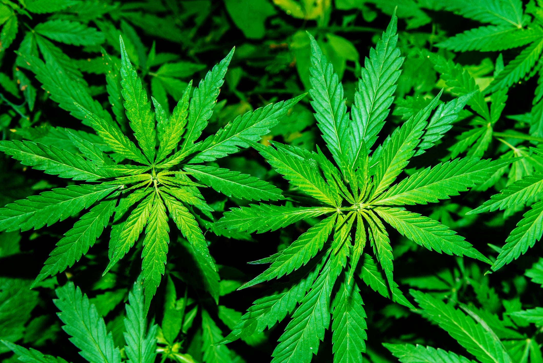 Guide to Virginia's Marijuana Legalization Laws