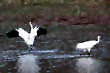 A pair of whooping cranes forages in a flooded farm field April 6 off West Maple Grove Road between Bloomington and Ellettsville. Billie Dodd | Courtesy photo