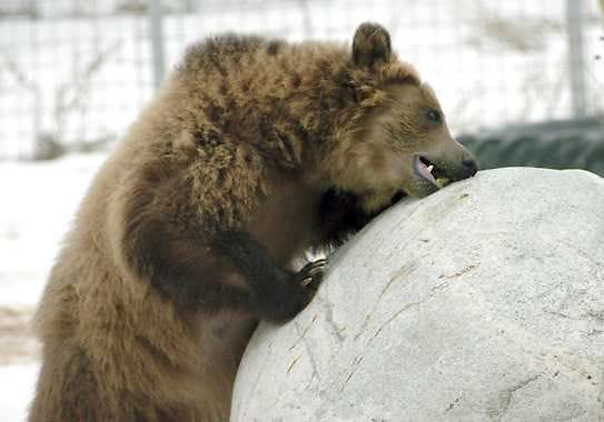 A young grizzly bear rubs against a rock at ZooMontana in Billings, Mont. on Friday Dec. 17, 2010. The bears were given to the zoo after their mother led the animals on a summer rampage through a Montana campground that killed one person and injured two more. ZooMontana recently lost its accreditation, and the bears have been taken to a facility in Buffalo, N.Y., for up to four months while an enclosure can be built for them at Salt Lake City’s Hogle Zoo. (AP Photo/Matthew Brown)