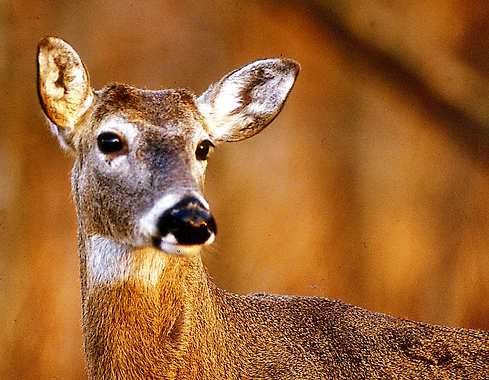 A deer in Brown County State Park. David Snodgress | Herald-Times file photo