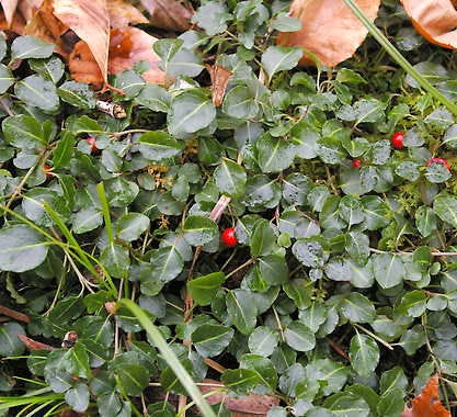 Partridge berry is a delicate inhabitant of woodlands but can thrive in your garden under the right conditions.