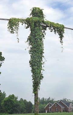 A patch of kudzu grows on a utility pole June 28, in Kinston, N.C. Charles Buchanan | Daily Free Press, Associated Press