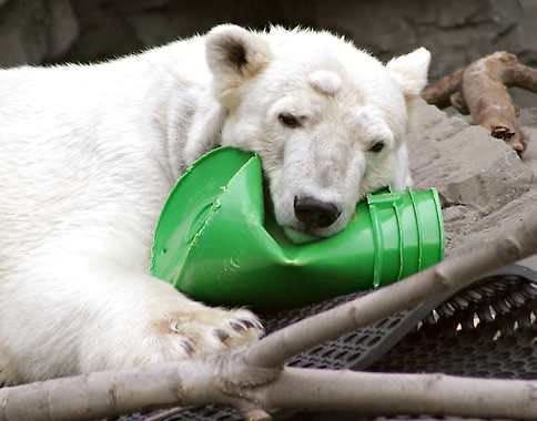 In this March 25, 2005 file photo, a polar bear named “Ida” rests her head on a bucket at the Central Park Zoo in New York. Zoo officials say Ida was euthanized on Friday, June 3, 2011, after veterinarians determined she had liver disease brought on by cancer. She was 25. (AP Photo/Mary Schwalm, File)