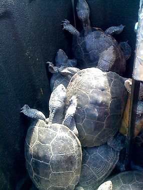A photo provided by the Port Authority of New York and New Jersey shows captured turtles at New York’s Kennedy airport Wednesday, June 29, 2011. About 150 turtles crawled onto the tarmac at New York’s Kennedy airport Wednesday in search of beaches to lay their eggs, delaying dozens of flights, aviation authorities said. (AP Photo/Port Authority of New York and New Jersey)