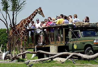 Guests at Busch Gardens Tampa Bay reaching out to feed a giraffe during a safari ride in Tampa, Fla. Chris O’Meara | Associated Press