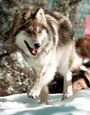 A Mexican gray wolf moves through his new home, a third of an acre pen after being released from a cage in this Jan. 26, 1998, file photo, in Hannagan Meadows, Ariz. The Bush administration on Wednesday announced plans to remove gray wolves in the western Great Lakes and northern Rocky Mountains regions from the federal endangered species list. A small population of Mexican gray wolves in the Southwest was not affected by Wednesday’s announcement. (AP Photo/Jeff Robbins)