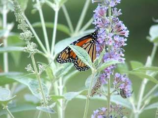 A monarch butterfly feeding. Photos courtesy Linda Thompson
