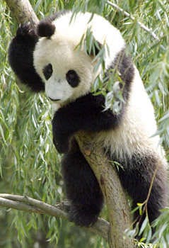In this June 9 photograph provided by the National Zoo, Tai Shan plays in a tree at his home at the National Zoo Smithsonian Institution | Associated Press
