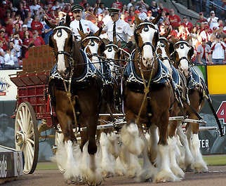 The Budweiser Clydesdales make their appearance in April 2007 before the start of a St. Louis Cardinals baseball game against the New York Mets at Busch Stadium in St. Louis. The proposed sale of Anheuser-Busch, parent company of the “great American lager,” to a Belgian company is raising protest about jobs and America’s future.Kyle Ericson, file | Associated Press