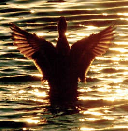 A mallard duck stretches its wings late Friday afternoon on Silver Lake in Virginia, Minn. A warmer than usual December has left large sections of the lake ice-free. Birds are one form that angels might take, according to the more than 80 percent of Americans who believe in the heavenly visitors. Mark Sauer | Associated Press