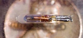 A tiny microchip implant lays on a penny. The microchip is inserted in dogs and cats, and is then used to track those pets if they are lost. David Snodgress | Herald-Times