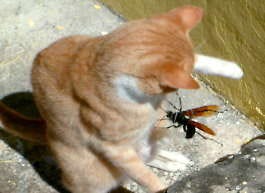 Photo by Ken ReidThe cat has learned not to chase birds, but is still fascinated by insects.