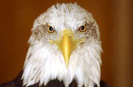 This bald eagle, named Ben, was taken into captivity after being shot. Just 25 years ago, there were no bald eagles in Indiana. Now, they are no longer a rare sight. Chris Howell | Herald-Times file photo