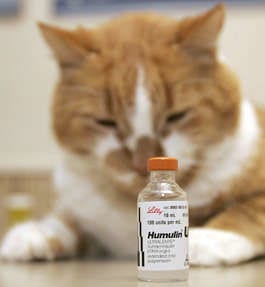 A vial of insulin made by Indianapolis-based Eli Lilly and Co. sits in front of Pat Sept. 27 at the Cat Care Clinic in Mishawaka. Daily injections of an insulin made by the company have been keeping Pat alive for four years. Santiago Flores | Associated Press